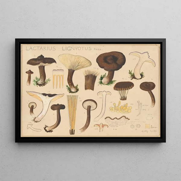 Lactarius lignyotus Fries - Hans Baldung — framed artwork on a wall