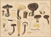 Lactarius lignyotus Fries - Hans Baldung — artwork view