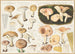 Lactarius musteus, Lactarius trivialis - Hans Baldung — artwork view