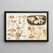 Lactarius musteus, Lactarius trivialis - Hans Baldung — framed artwork on a wall
