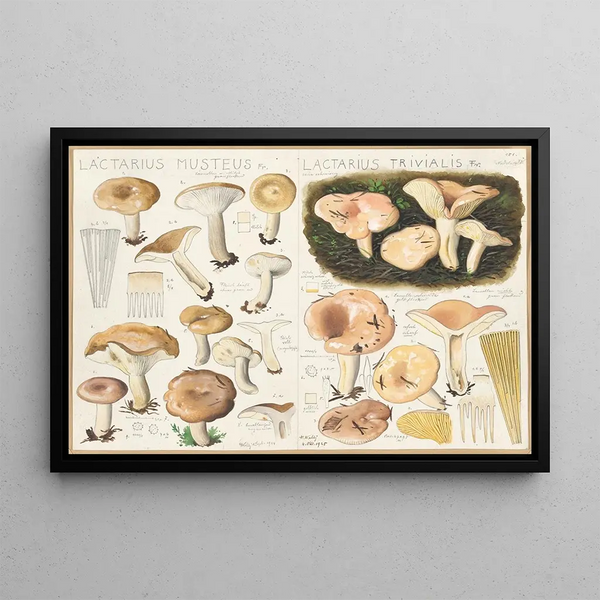 Lactarius musteus, Lactarius trivialis - Hans Baldung — framed artwork on a wall