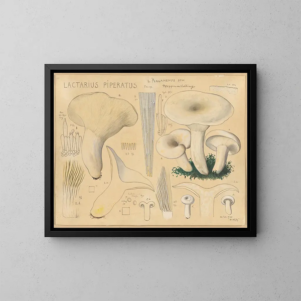 Lactaire poivré - Hans Baldung — framed artwork on a wall