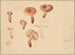 Silent Lactarius Painting - Hans Baldung — artwork view