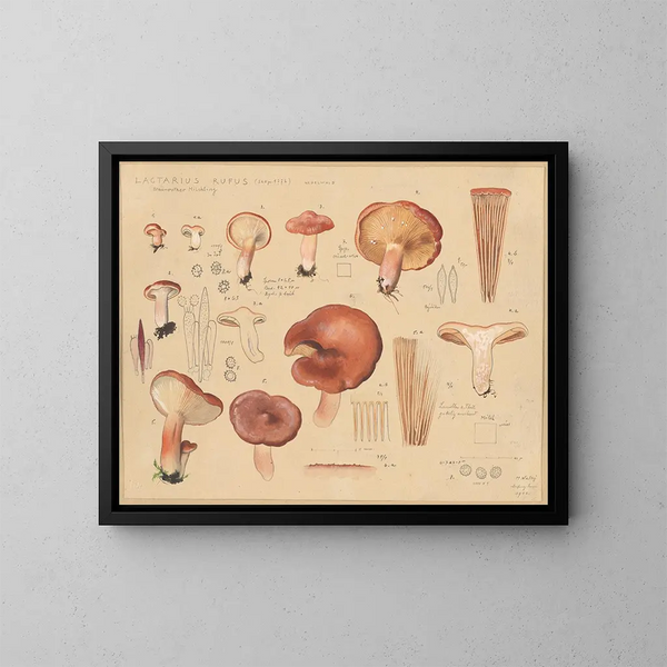 Lactaire rufus painting - Hans Baldung — framed artwork on a wall
