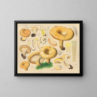 Lactaire scrobiculé - Hans Baldung — framed artwork on a wall