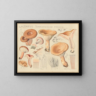 Lactaire torminosus - Hans Baldung — framed artwork on a wall