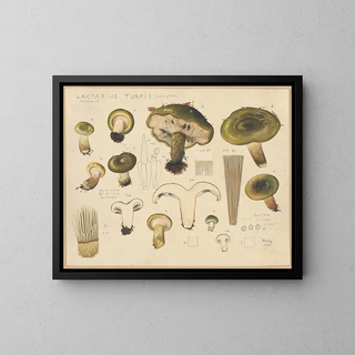 Lactaire turpide - Hans Baldung — framed artwork on a wall