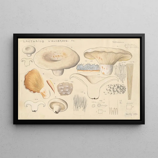 Lactaire velouté Fr - Hans Baldung — framed artwork on a wall
