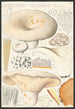 Lactaire velouté Fries - Hans Baldung — artwork view