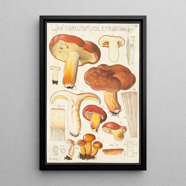 Lactaire à lait abondant Fries - Hans Baldung — framed artwork on a wall