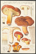 Lactaire à lait abondant Fries - Hans Baldung — artwork view