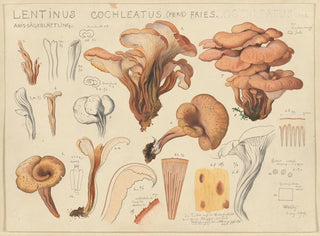 Lentinus cochleatus - Hans Baldung — artwork view