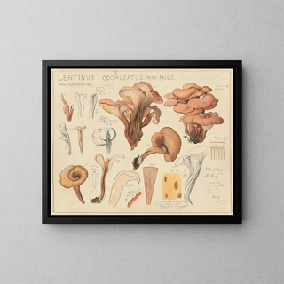Lentinus cochleatus - Hans Baldung — framed artwork on a wall