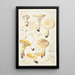 Lentinus lépide Fr Lentinus squamosus Schff lépide - Hans Baldung — framed artwork on a wall