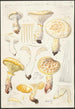 Lentinus lépide Fr Lentinus squamosus Schff lépide - Hans Baldung — artwork view