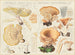 Lentinus squamosus and Lentinus cyathiformis - Hans Baldung — artwork view
