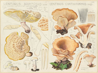 Lentinus squamosus and Lentinus cyathiformis - Hans Baldung — artwork view