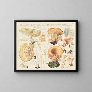 Lentinus squamosus and Lentinus cyathiformis - Hans Baldung — framed artwork on a wall