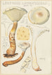 Lentinus suffrutescens - Hans Baldung — artwork view
