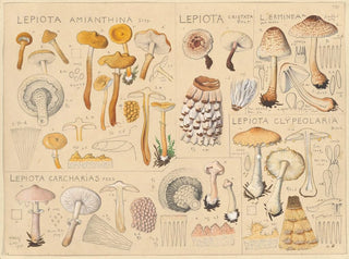 Lépiote amianthine Lépiote cristatée - Hans Baldung — artwork view