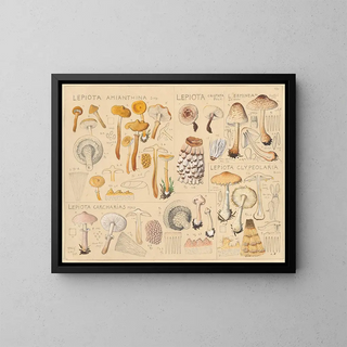 Lépiote amianthine Lépiote cristatée - Hans Baldung — framed artwork on a wall