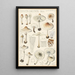 Lepiota cristata - Hans Baldung — framed artwork on a wall