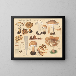 Lépiote de Fries - Hans Baldung — framed artwork on a wall
