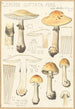 Lepiota guttata pers - Hans Baldung — artwork view