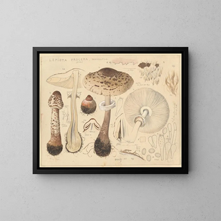 Lépiote élevée - Hans Baldung — framed artwork on a wall