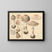 Lépiote rhacodes - Hans Baldung — framed artwork on a wall