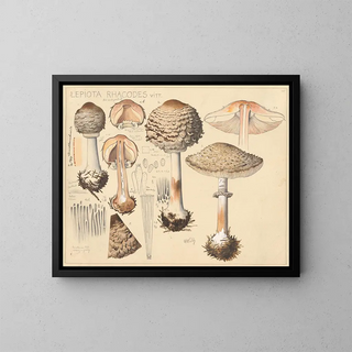 Lépiote rhacodes - Hans Baldung — framed artwork on a wall
