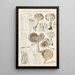Limacium agathosmum - Hans Baldung — framed artwork on a wall