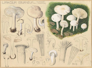 Limacium éburnéum - Hans Baldung — artwork view