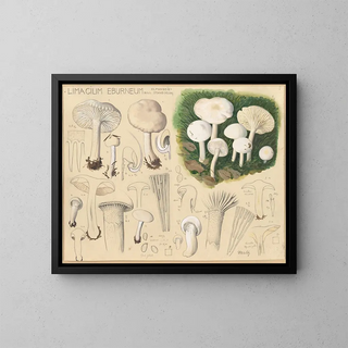 Limacium éburnéum - Hans Baldung — framed artwork on a wall