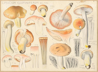 Limacium glutiniferum - Hans Baldung — artwork view