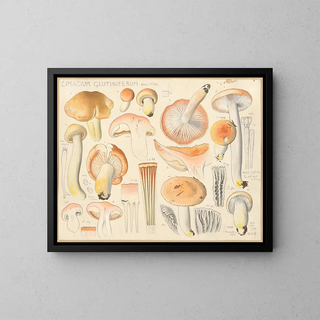 Limacium glutiniferum - Hans Baldung — framed artwork on a wall