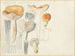 Limacium pudorinum - Hans Baldung — artwork view