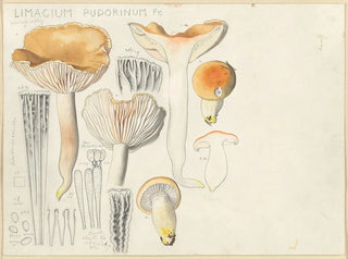 Limacium pudorinum - Hans Baldung — artwork view