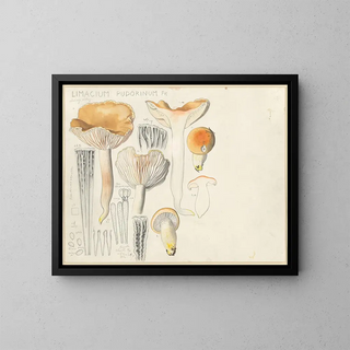 Limacium pudorinum - Hans Baldung — framed artwork on a wall