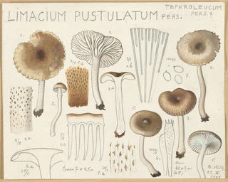 Limacium pustulatum - Hans Baldung — artwork view