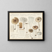 Limacium pustulatum - Hans Baldung — framed artwork on a wall