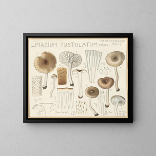 Limacium pustulatum - Hans Baldung — framed artwork on a wall