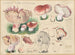 Limacium russula - Hans Baldung — artwork view