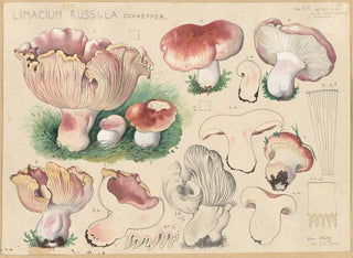 Limacium russula - Hans Baldung — artwork view