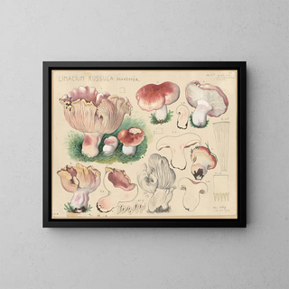 Limacium russula - Hans Baldung — framed artwork on a wall