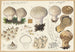 Lycoperdon - Hans Baldung — artwork view