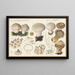 Lycoperdon - Hans Baldung — framed artwork on a wall