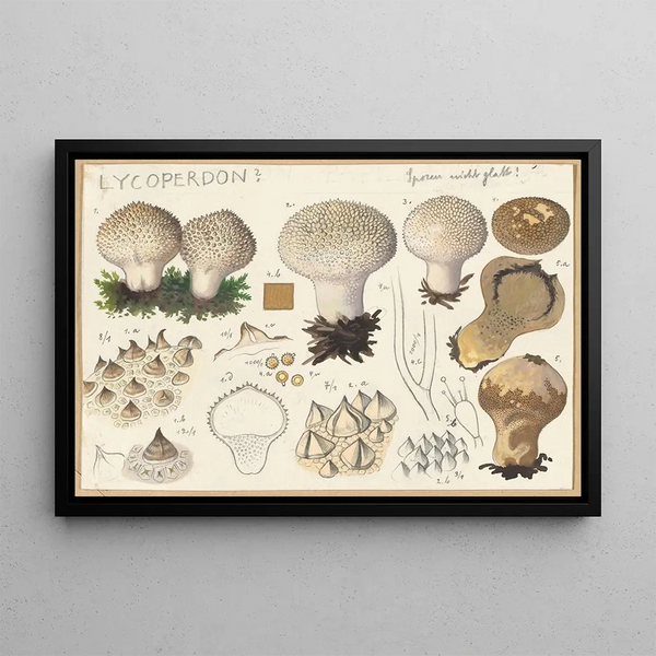 Lycoperdon - Hans Baldung — framed artwork on a wall