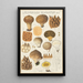 Lycoperdon enchinatum - Hans Baldung — framed artwork on a wall