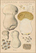 Lycoperdon excipuliforme - Hans Baldung — artwork view